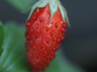 Besonderes-rote Erdbeere